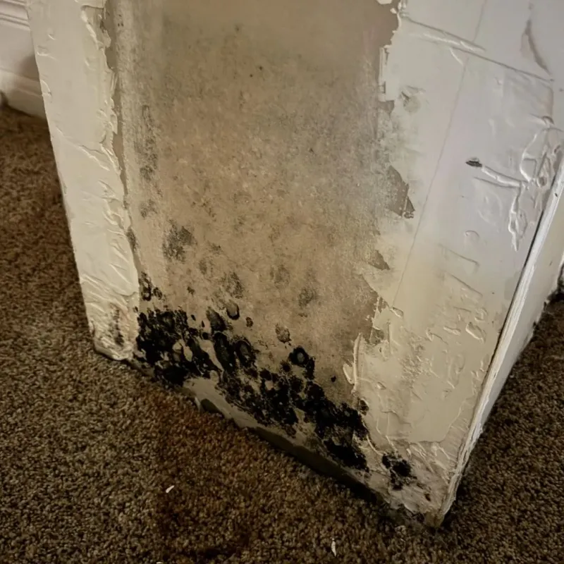 Professional Mold Removal in Des Moines, WA